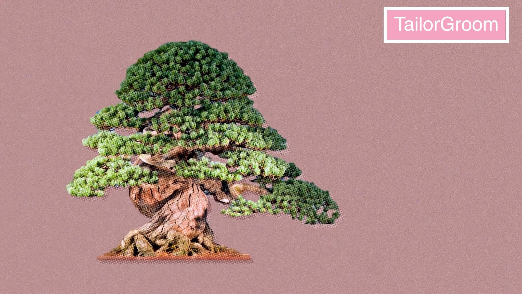 Why Bonsai Are So Expensive