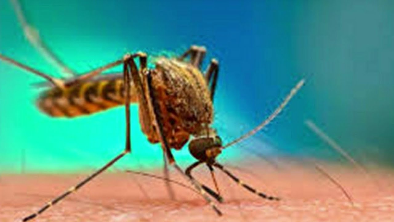 Florida Releases  One-Billion Genetically Modified Mosquitoes